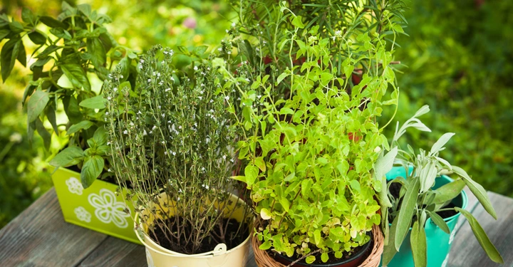 Kräuterpflanzen wachsen in dekorativen Töpfen auf einem Holztisch umgeben von grünem Gartenhintergrund