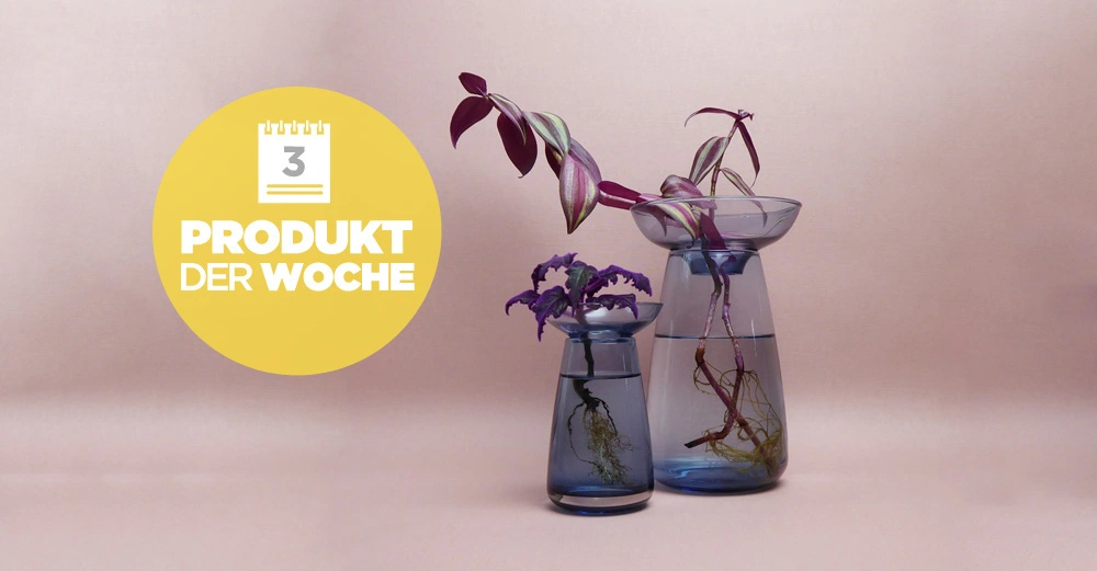 Drei Glasvasen mit lila Pflanzen und Wurzeln in Wasser auf einem hellrosa Hintergrund rechts Kalender-Symbol mit Zahl 3 und Text PRODUKT DER WOCHE in weiß auf gelbem Kreis links.