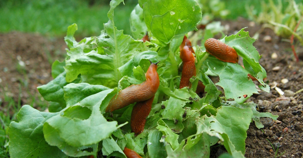 Salat im Gemüsebeet mit 8 rotbraunen Spanischen Wegschnecken, die bereits den Großteil der Blätter gefressen haben. 