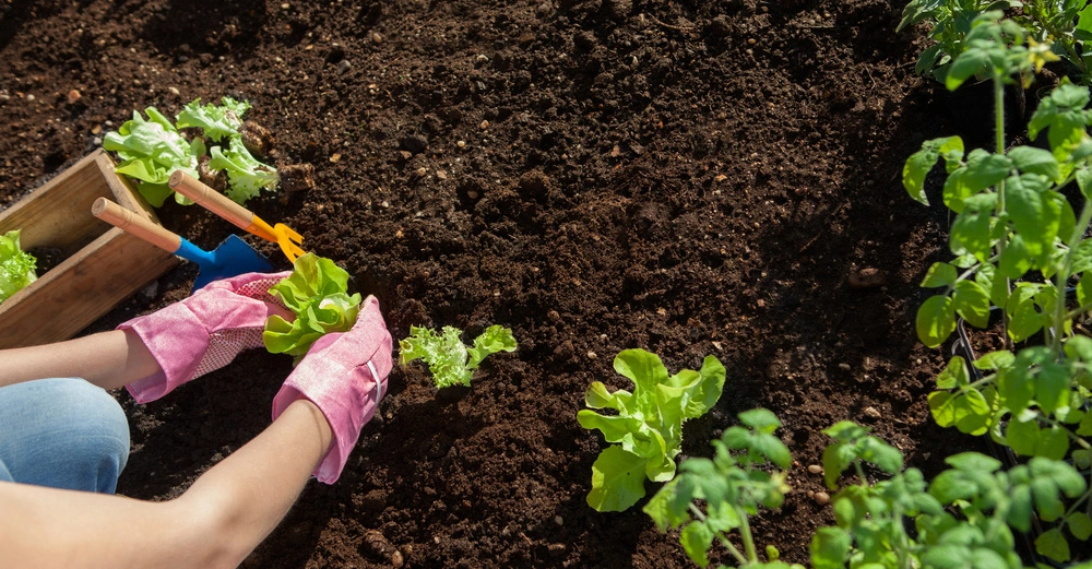 Person pflanzt Salatsetzlinge im Garten und trägt rosa Gartenhandschuhe. Ein hölzerner Korb mit Gartengeräten und Salatsetzlingen steht daneben auf dem Boden.