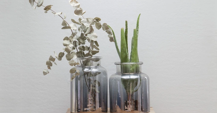 Galerie-Bild 8: Zwei Glasvasen stehen auf einem Holztisch in einem hellen Raum die linke Vase hat getrocknete Eukalyptuszweige die rechte Vase enthält frische Aloe Vera Blätter