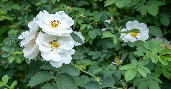 saftig grüner Strauch der Rosa alba mit sechs satten Blüten.