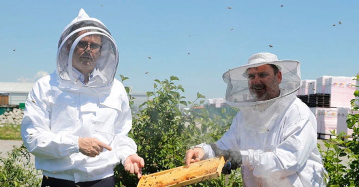 Zwei Imker in Schutzkleidung arbeiten im Freien mit einem Bienenstockrahmen umgeben von Bienen grüner Vegetation und Gebäuden im Hintergrund