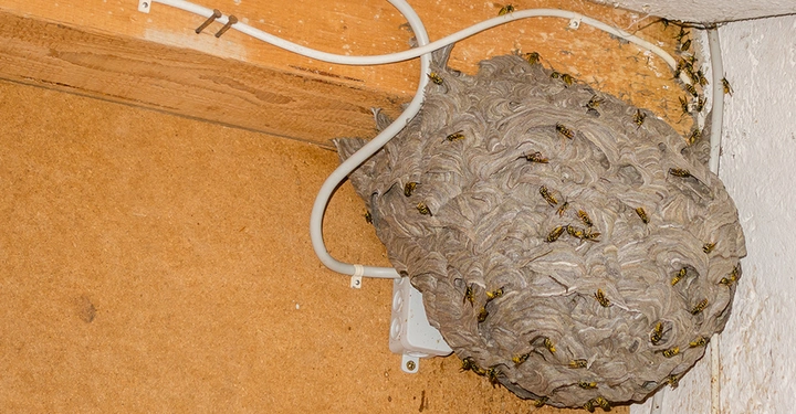 Großes, aktives Wespennest, das an einem Holzbalken und Stromkabeln im Dachstuhl gebaut wurde.