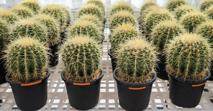 Galerie-Bild 1: AdobeStock_1137524697.jpg