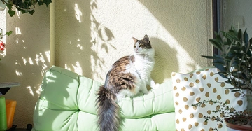 Kuschelige Katze liegt auf Balkon-Sofa im Halbschatten, natürliche Schattenspender wie Pflanzen sorgen für angenehme Kühle am Balkon.