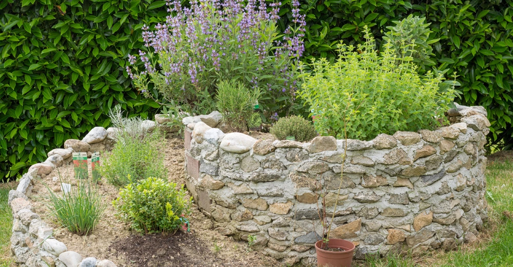 Steinspirale mit Kräutern und Blumen wächst in einem Garten vor einer grünen Heckenwand. Blühende Pflanzen befinden sich im oberen Teil. Ein Topf mit Setzling steht daneben.