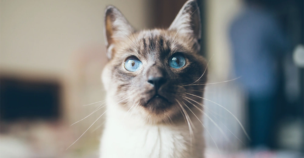 Eine Katze mit blauen Augen sitzt und schaut in die Kamera in einem unscharf dargestellten Innenraum.