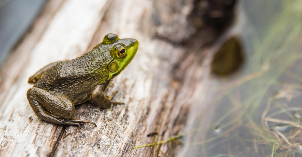 Ein Frosch sitzt auf einem verwitterten Holzstück neben einem Gewässer mit Grasbüscheln und Spiegelungen im Wasser.