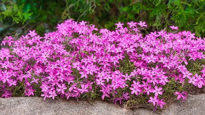 dicht gewachsener lila Polster-Phlox neben Steinweg