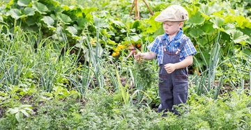 kleiner Junge in Jeans-Latzhose und Schiebermütze erntet lila Karotten im Ökogarten