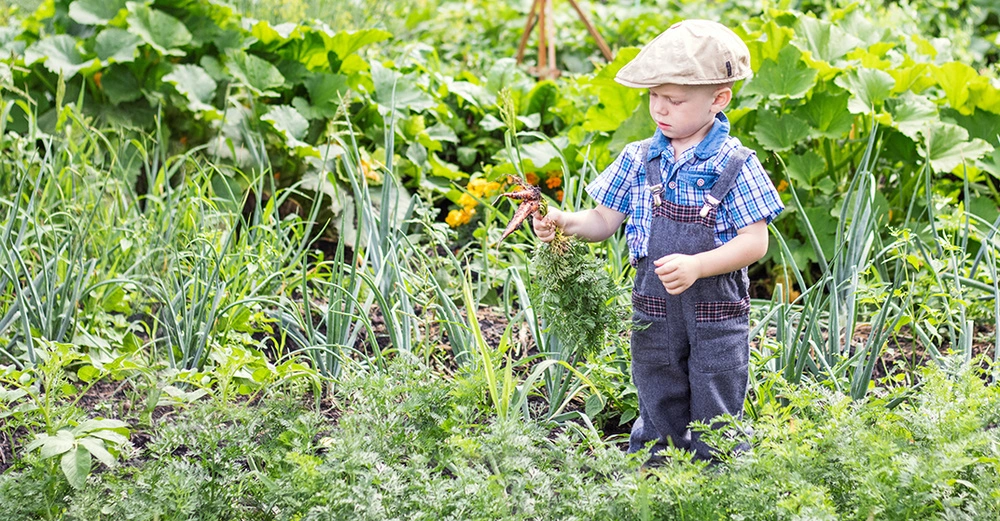 kleiner Junge in Jeans-Latzhose und Schiebermütze erntet lila Karotten im Ökogarten