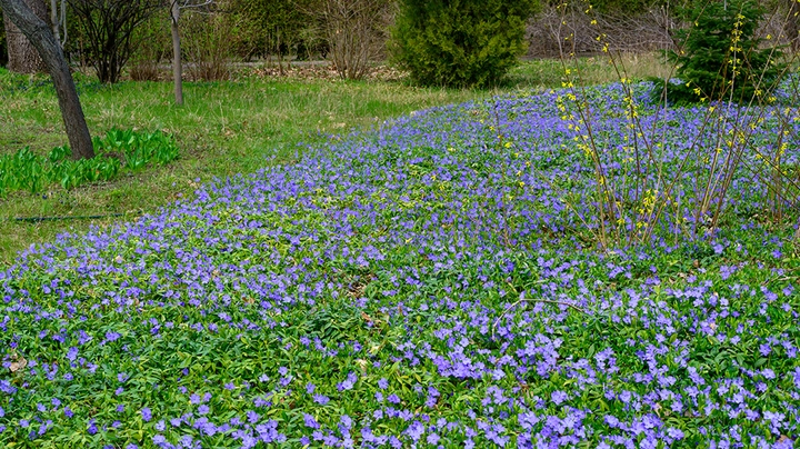 Kleines Immergrün (Vinca Minor) mit lila Blüten bedeckt Waldboden
