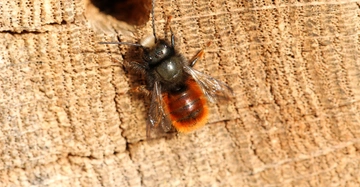Biene kriecht auf rauer Holzoberfläche in der Nähe eines Lochs