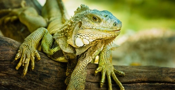 Eine große grüne Eidechse liegt auf einem Baumstamm im Freien umgeben von unscharfer Vegetation.