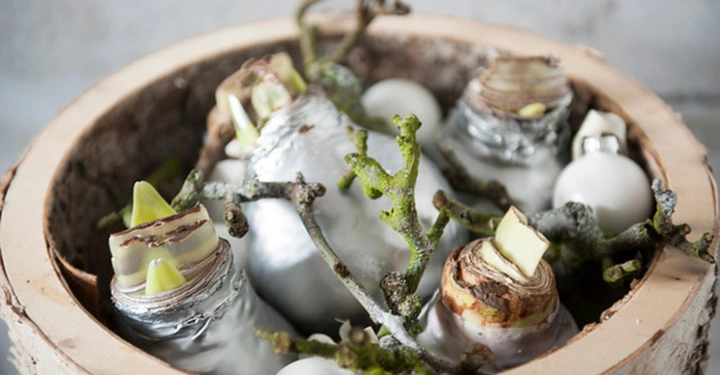 Mehrere Blumenzwiebeln sprießen in Folie eingewickelt in einem hellen Holztopf zusammen mit grünen, moosbedeckten Ästen und weißen Kugeln auf einem unscharfen Hintergrund.
