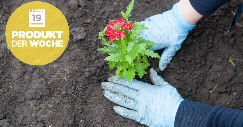 Hände in blauen Handschuhen pflanzen eine kleine, blühende Pflanze in den Boden. Links ein gelber Kreis mit Text Kalender 19 PRODUKT DER WOCHE.