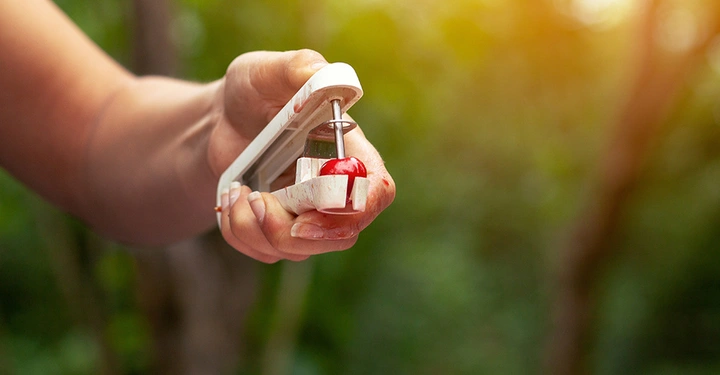 Männerhand hält vor grünem Gartenhintergrund einen Kirschentkerner mit einer saftigen Kirsche. 