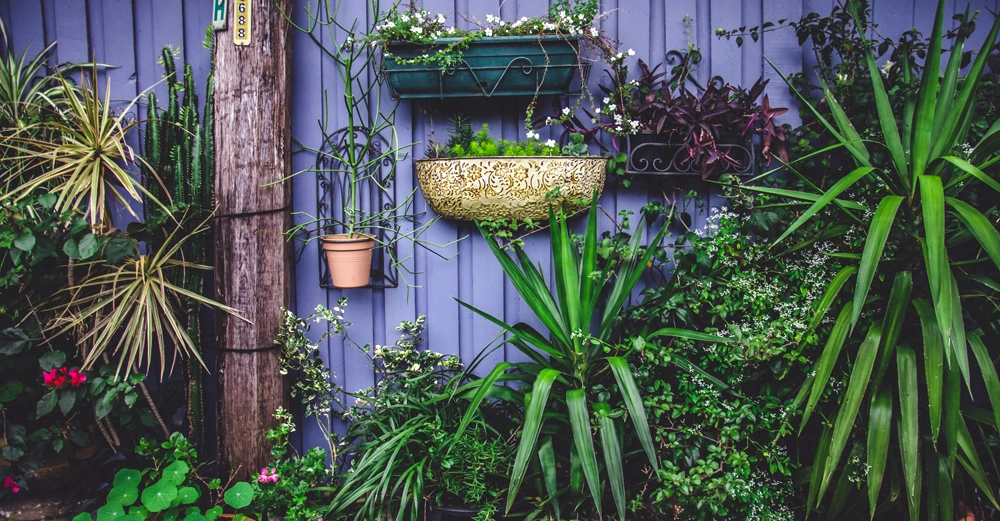 Diverse Pflanzen hängen und stehen an einer lilafarbenen Holzwand. Ein Holzbalken und viele verschiedene Blumentöpfe füllen die Wand mit üppigem Grün. Text: 29688