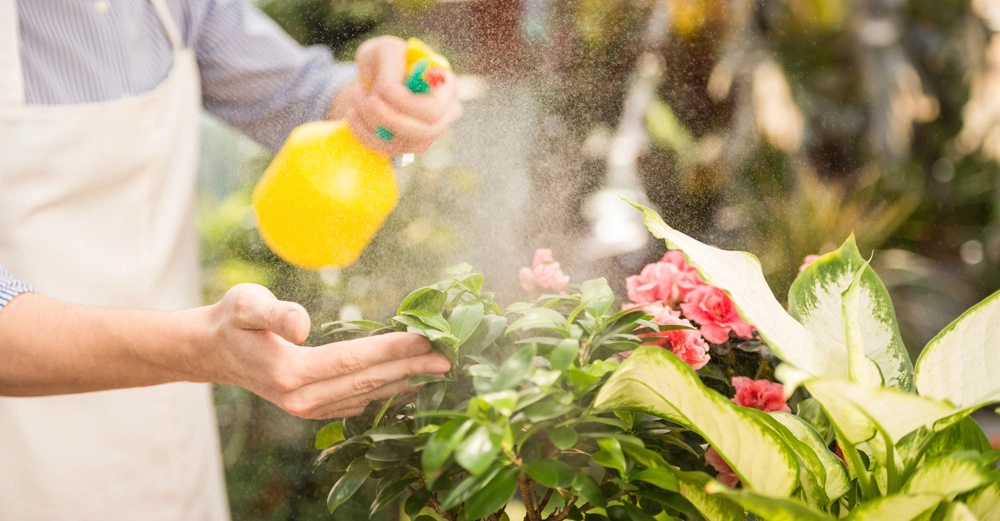 Eine Person besprüht eine Pflanze in Innenräumen mit einer gelben Sprühflasche umgeben von anderen Pflanzen und Blumen in einem Garten oder Gewächshaus.