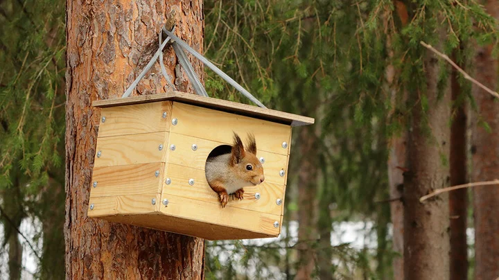 Ein Eichhörnchen guckt an einem Wintertag aus einem Nistkasten, der im Garten an einem Baum befestigt wurde.