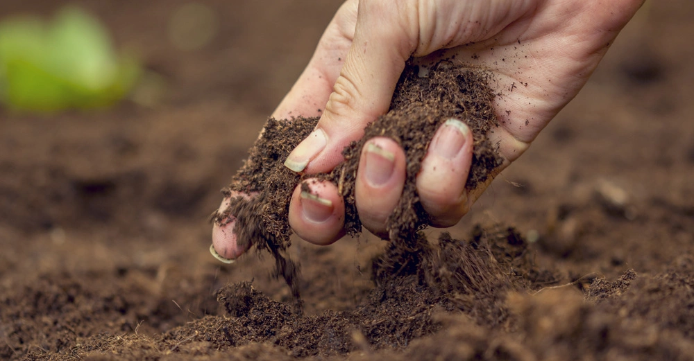 Eine Hand greift in lockere Erde im Garten. Im Hintergrund ist verschwommenes Grün zu sehen.