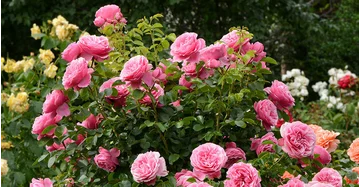 Rosafarbener Rosenstrauch, im Hintergrund gelbe Rosen