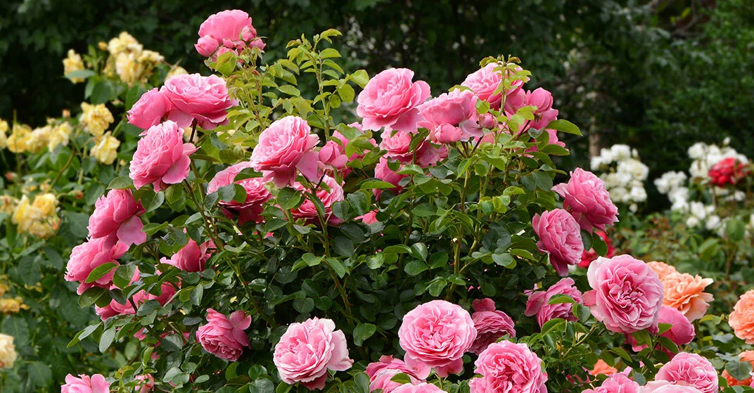 Rosafarbener Rosenstrauch, im Hintergrund gelbe Rosen