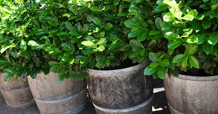 immergrüner Kirschlorbeer in hölzernen Pflanzkübeln, 3 Stück nebeneinander werden von Sonne beschienen