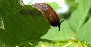 Eine braune Nacktschnecke kriecht auf einem grünen Blatt hochsommerlichem Tageslicht hellem Hintergrund voller Pflanzen und Blätter.