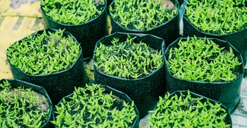 Junge grüne Pflanzen wachsen in runden schwarzen Plastikbeuteln auf einer gelb-bräunlichen Unterlage in einem Garten oder Gewächshaus.