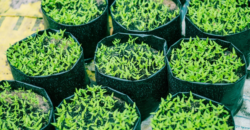 Junge grüne Pflanzen wachsen in runden schwarzen Plastikbeuteln auf einer gelb-bräunlichen Unterlage in einem Garten oder Gewächshaus.