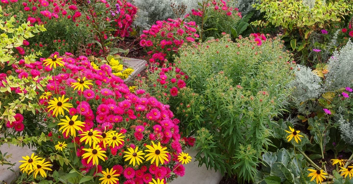 Bunte Blumen blühen im Garten Sie bestehen aus rosa gelben und grünen Blumen Mitgrünen Blättern und anderen Pflanzen im Hintergrund