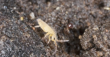 Kleines gelbes Insekt krabbelt auf einer feuchten, körnigen Erdoberfläche.