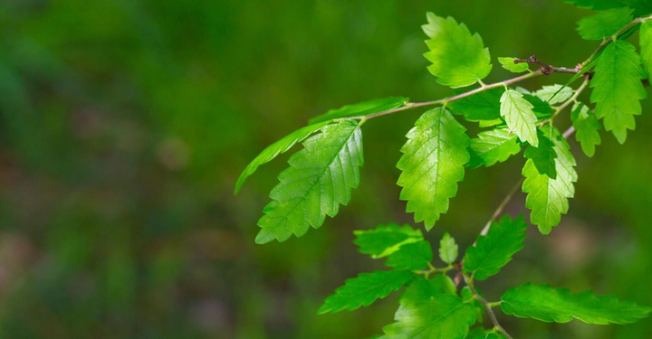 Galerie-Bild 6: Stieleichen können bis zu 1000 Jahre alt werden. Die Eicheln dienen Tieren als Nahrungsquelle.