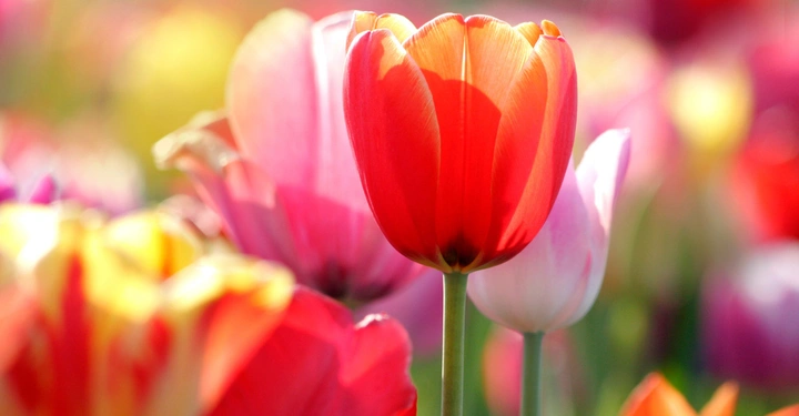 Galerie-Bild 7: AdobeStock_13580676.jpg