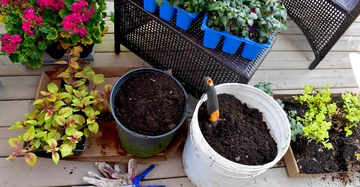 Belargonien und verschiedene Grünpflanzen werden am Balkon eingepflanzt. Kübel mit frischer Balkonerde und Werkzeug.