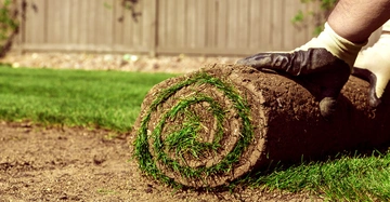 Eine Rolle Rasensoden wird ausgerollt von Händen in Handschuhen auf karger Boden in einem Garten mit einem Holzzaun im Hintergrund