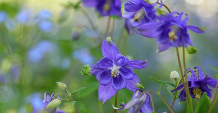 Lila Blüten blühen in einem grünen üppigen Garten während des Tages.