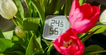 Optimale Lagertemperatur und Luftfeuchtigkeit für Schnittblumen: Thermometer steckt zwischen Tulpen in Vase zuhause, HEMA Feuchtigkeitsmesser für Pflanzen sorgt für Kontrolle der Raumklimabedingungen.