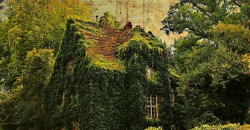 Ein Haus ist vollständig von grünen Kletterpflanzen überwachsen; es steht inmitten eines üppigen Waldes mit dichten Bäumen und wirkt verlassen und verwunschen.