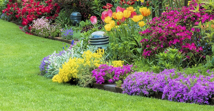 wunderschönes Blumenbeet und Rabatten: Rote und gelbe Tulpen, lila, gelbe und weiße Polsterstauden, roter Klatschmohn und noch mehr. Farbenfrohes Bild
