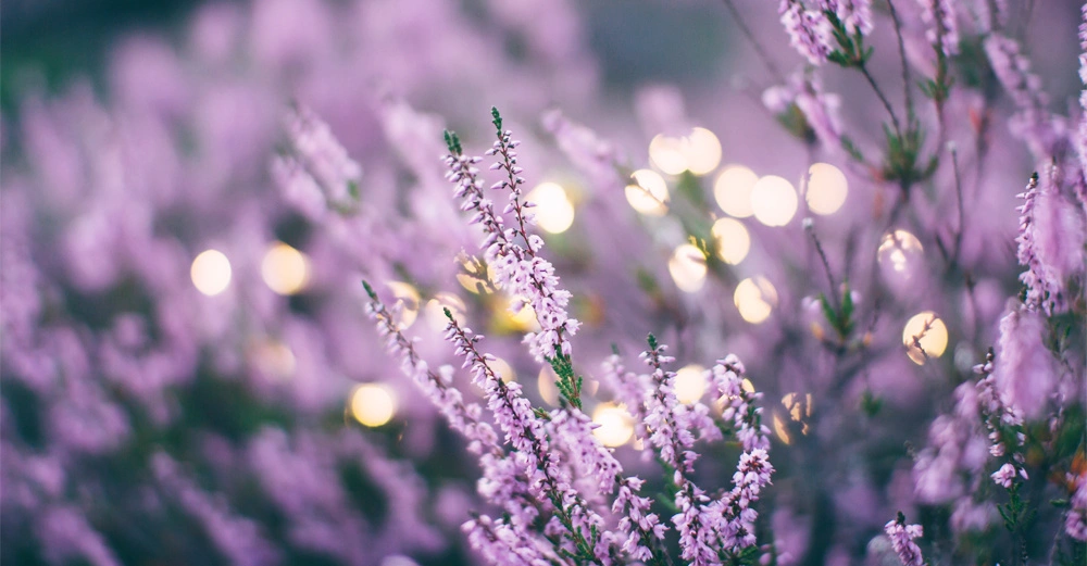 Lila Heidekrautblüten stehen in voller Blüte; sie werden von weichen, unscharfen Lichtern im Hintergrund beleuchtet, die eine verträumte, romantische Atmosphäre schaffen.