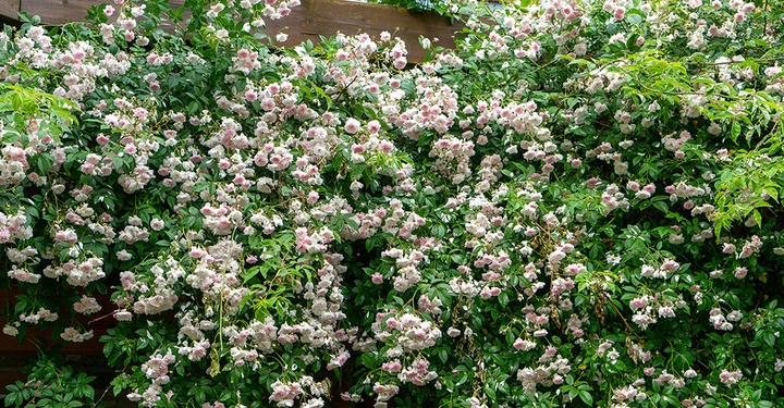 Rose Pauls Himalayan Musk Rambler, großer weißer Strauch, sehr blütenreich