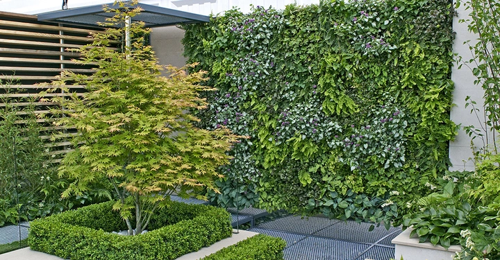 Ein kleiner Baum mit gelbgrünen Blättern steht in einem rechteckigen, niedrig umrandeten Beet, umgeben von einer dicht bewachsenen grünen Wand und hölzernen Lamellen im Hintergrund.
