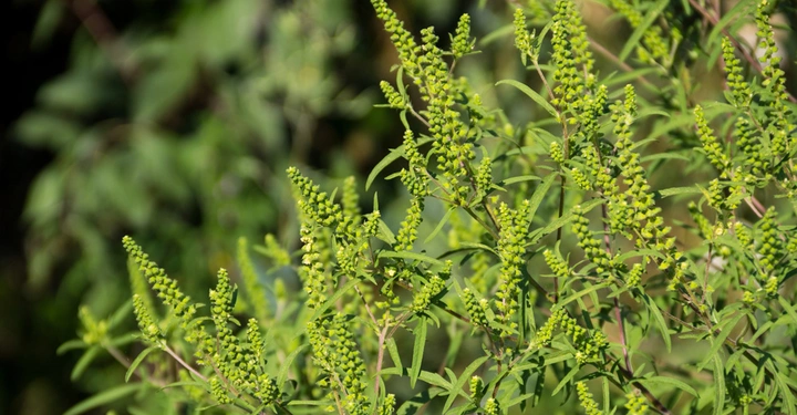 Grüne Pflanzen mit kleinen Blüten wachsen dicht zusammen, umgeben von weiteren Pflanzen und Büschen in einem natürlichen Außenbereich.