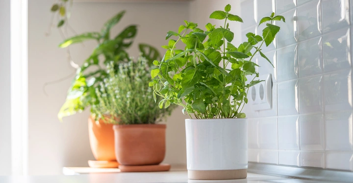 drei Kräutertöpfe mit Minze, Thymian und Basilkum stehen in heller Küche auf Arbeitsplatte. Tageslicht fällt aus Fenster im Hintergrund auf die Kräuter. 