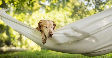 Hund schlafend in einer Hängematte in einem grünen Garten mit sonnigem Wetter im Hintergrund