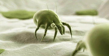 Grüne Spinnmilbe krabbelt auf einer strukturierten Oberfläche in einer stark vergrößerten Mikroskopaufnahme; im Hintergrund sind unscharf weitere Milben und kleine Blätter zu sehen.