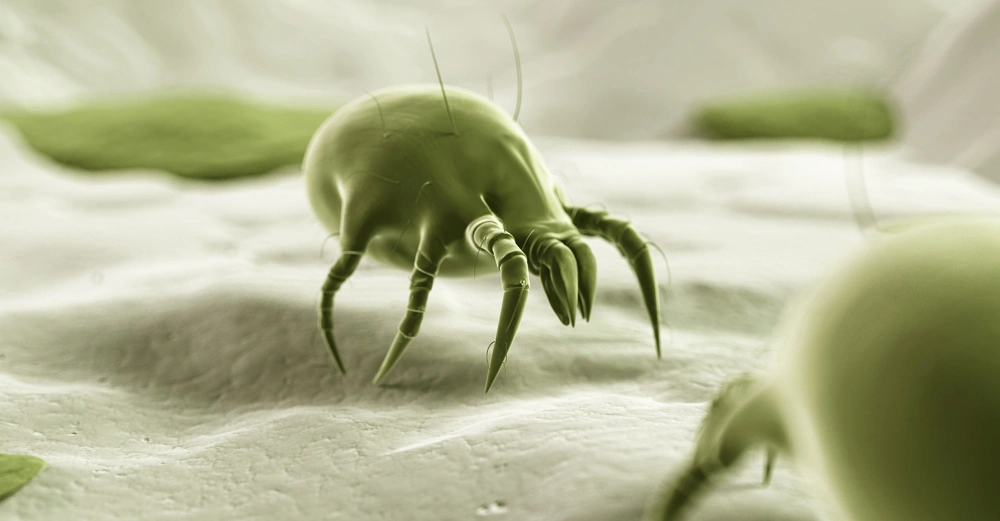 Grüne Spinnmilbe krabbelt auf einer strukturierten Oberfläche in einer stark vergrößerten Mikroskopaufnahme; im Hintergrund sind unscharf weitere Milben und kleine Blätter zu sehen.